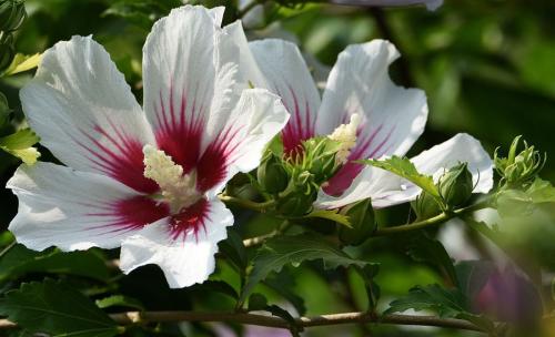 木槿花的形态特征和修剪方法有哪些?(图1) 木槿花的形态特征和修剪方法有哪些?